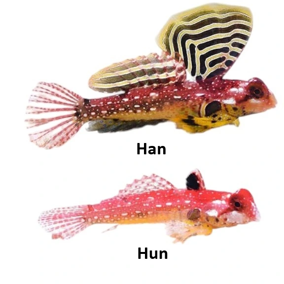 Synchiropus Sycorax Ruby dragonet Medium